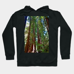 Muir Woods Study 16 Hoodie